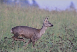 <p>SRNEC OBECNÝ (Capreolus capreolus) Šluknovsko - Jiříkov /European roe deer - Reh/</p>
